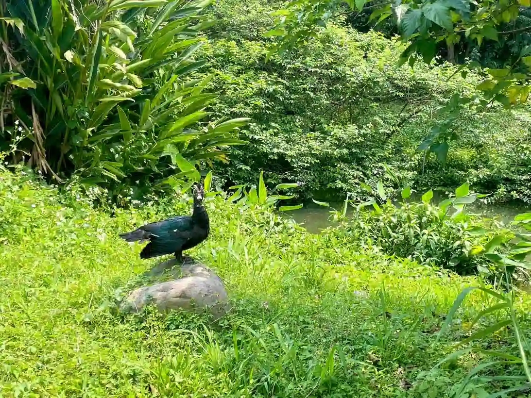 當企業走進濕地:我們如何重新理解「與環境共存」這件事 ESG企業活動-漳和濕地生態